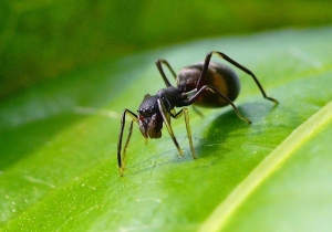 アリグモ♀