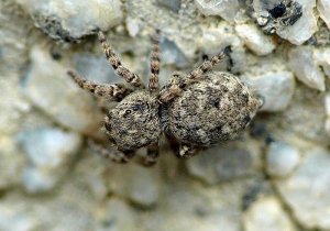 ヒトリコゲチャハエトリ♀