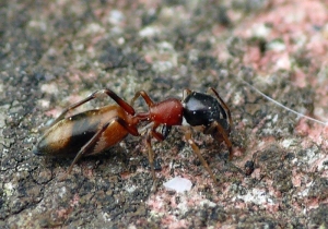 タイリクアリグモ♀