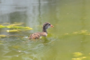 バン（幼鳥）