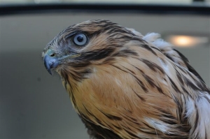 ノスリの幼鳥