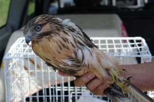 ノスリの幼鳥