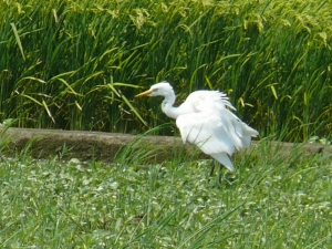 チュウサギ