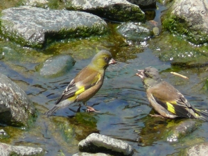 カワラヒワ雌雄
