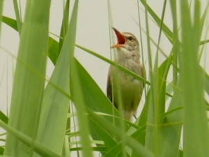 アオサギ