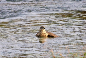 深く水に沈んでいるオオタカ