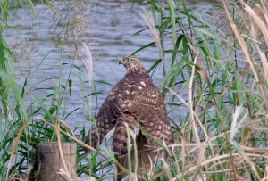 獲物が大きすぎて持ち上げられなかったらしい