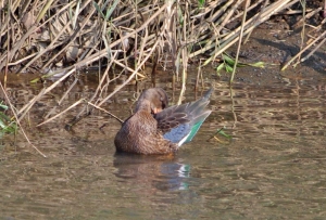 ハシビロガモ