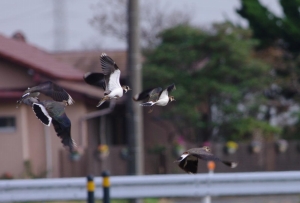 空飛ぶタゲリ