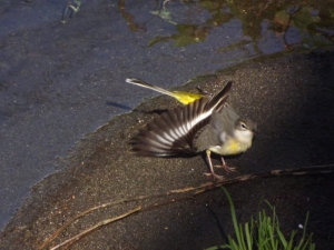 伸びをする