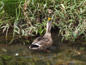 マガモ♂幼鳥