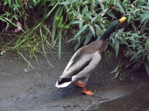 マガモ♂