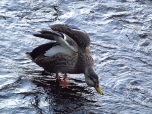 マガモ♂幼鳥