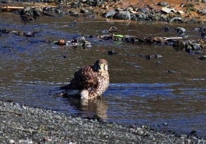 水浴び