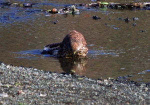 水浴び