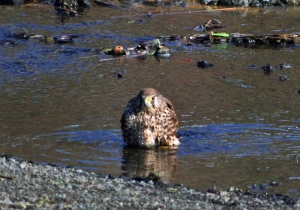 水浴び