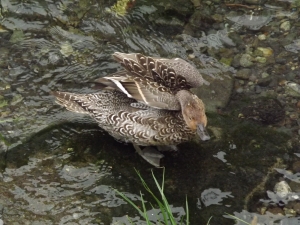 オナガガモ♀