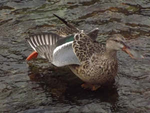 ハシビロガモ♀