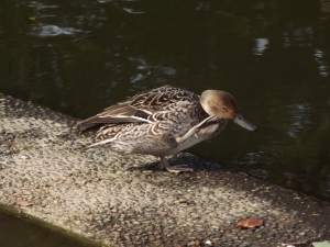 オナガガモ♀