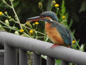 カワセミ♀