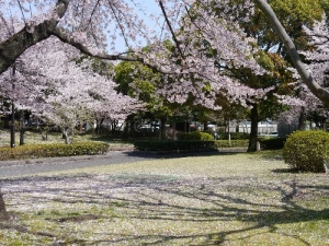 総合公園