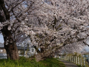 花水川土手