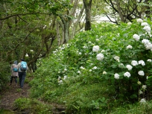 山道にて