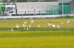 アマサギ