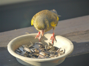 落としたか