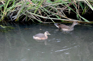 カイツブリとバン幼鳥