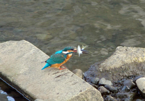 カワセミ