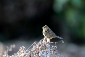 アオジ♀