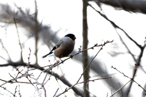 ウソ♀