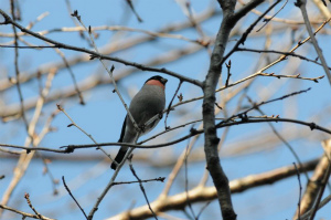 ウソ♂