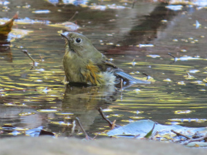 ルリビタキ♀