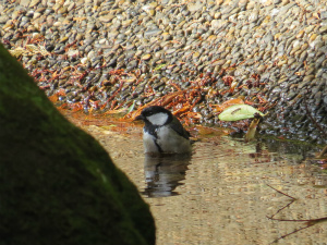 シジュウカラ