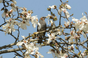 コブシの花を食べるヒヨドリ