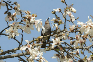 コブシの花を食べるヒヨドリ