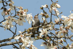 コブシの花を食べるヒヨドリ