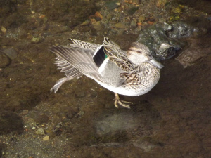 コガモ♀