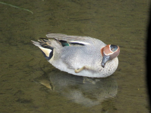 コガモ♂