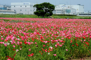 花畑・ポピー