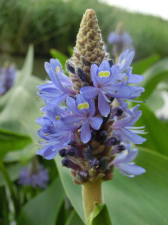 ナガバミズアオイの花