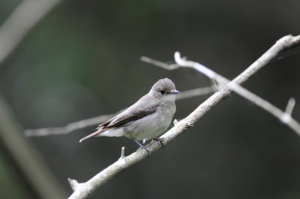 キビタキ♀