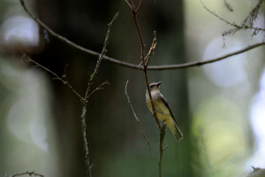 オオルリ♀