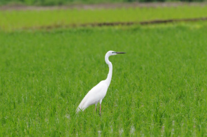 チュウダイサギ（婚姻色）