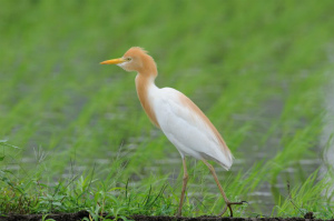 アマサギ