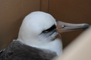 保護されたコアホウドリ