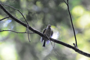 キビタキ幼鳥