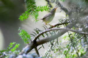 ウグイス幼鳥